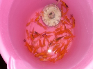 金魚.jpg